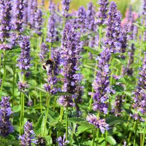 Agastache 'Black Adder' ---